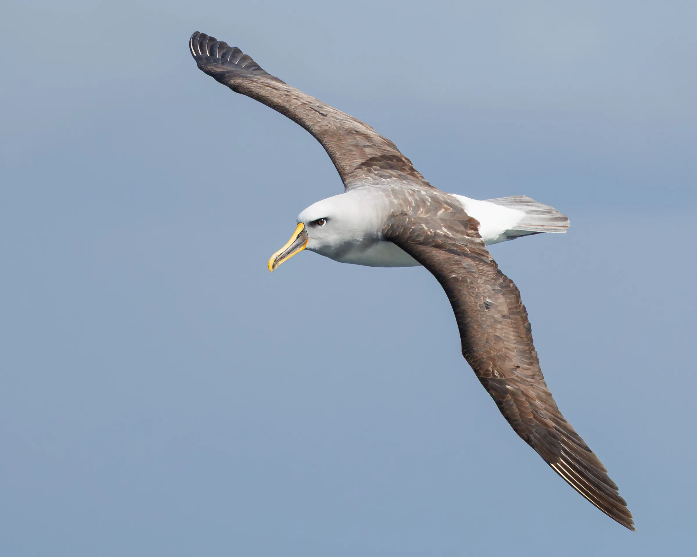 Buller's Albatross in flight