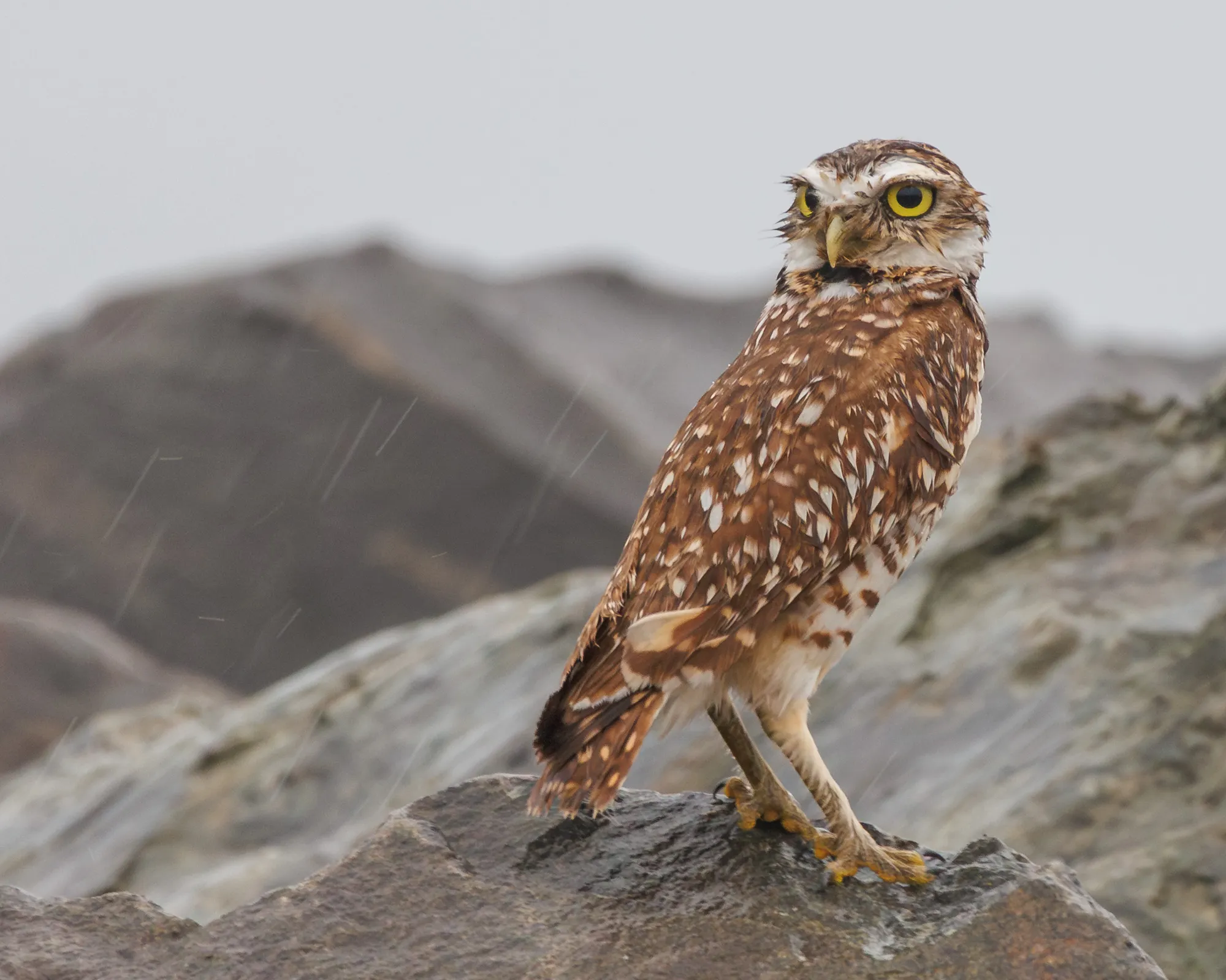 Burrowing Owl in the rain