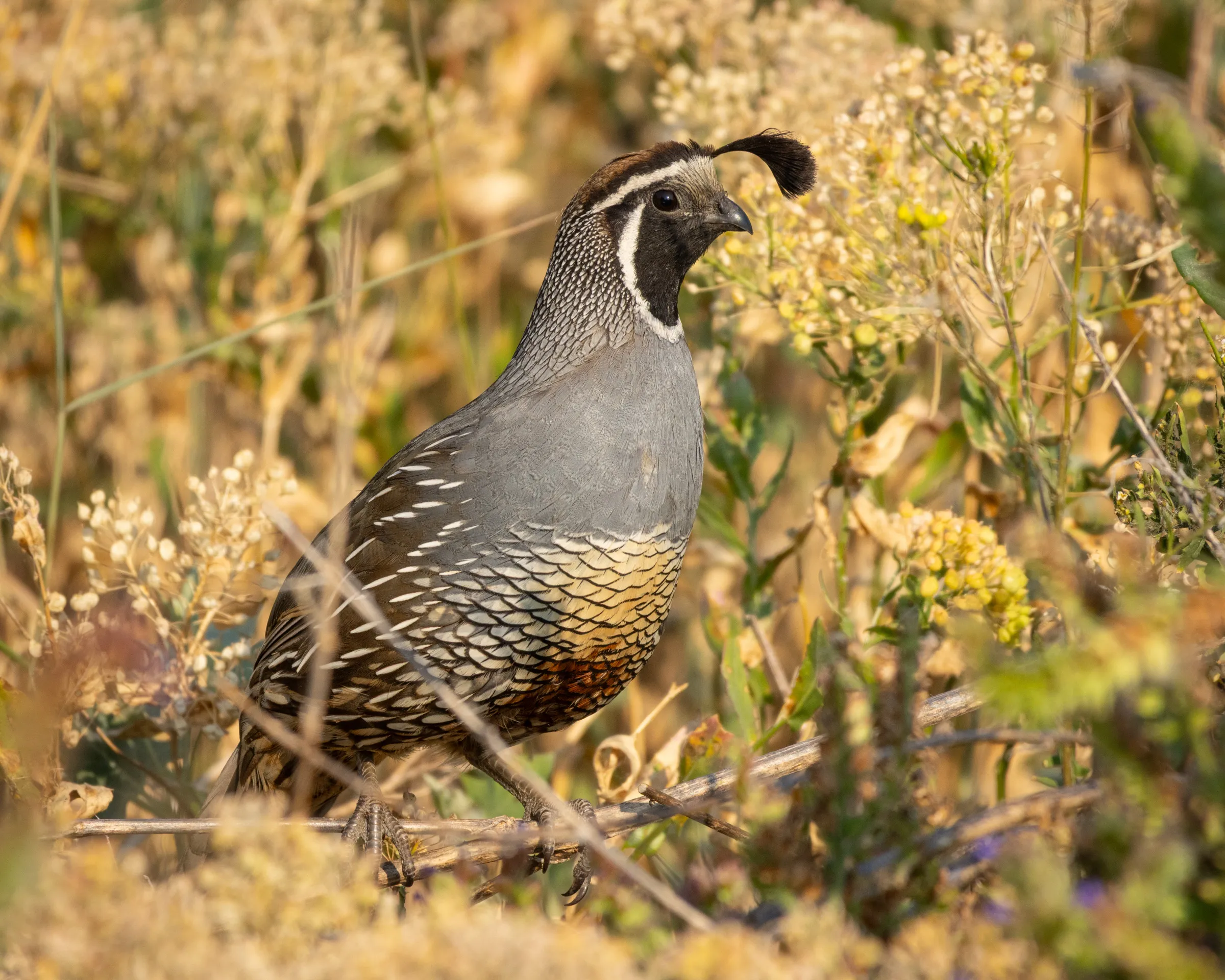 California Quail