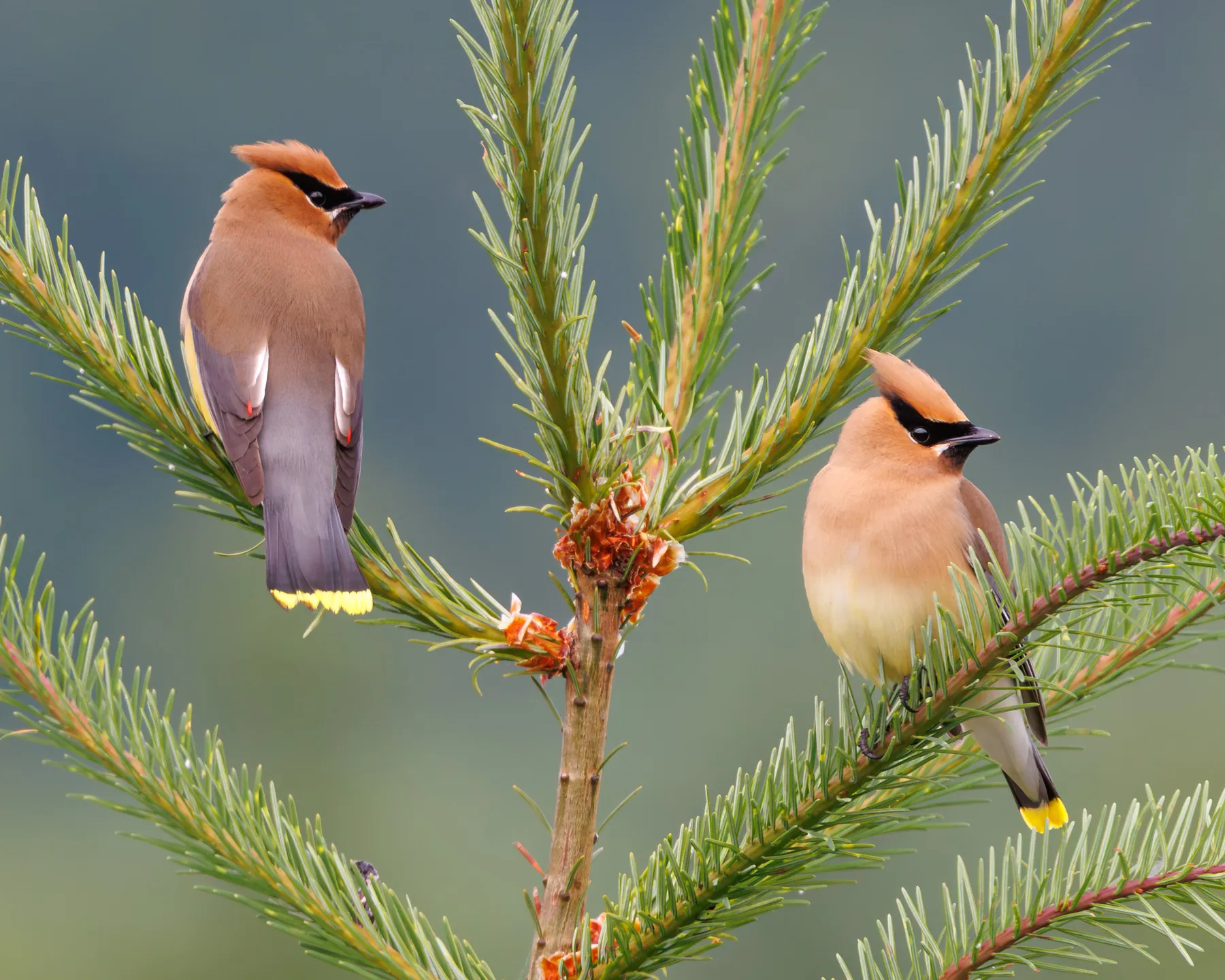 Cedar Waxwings
