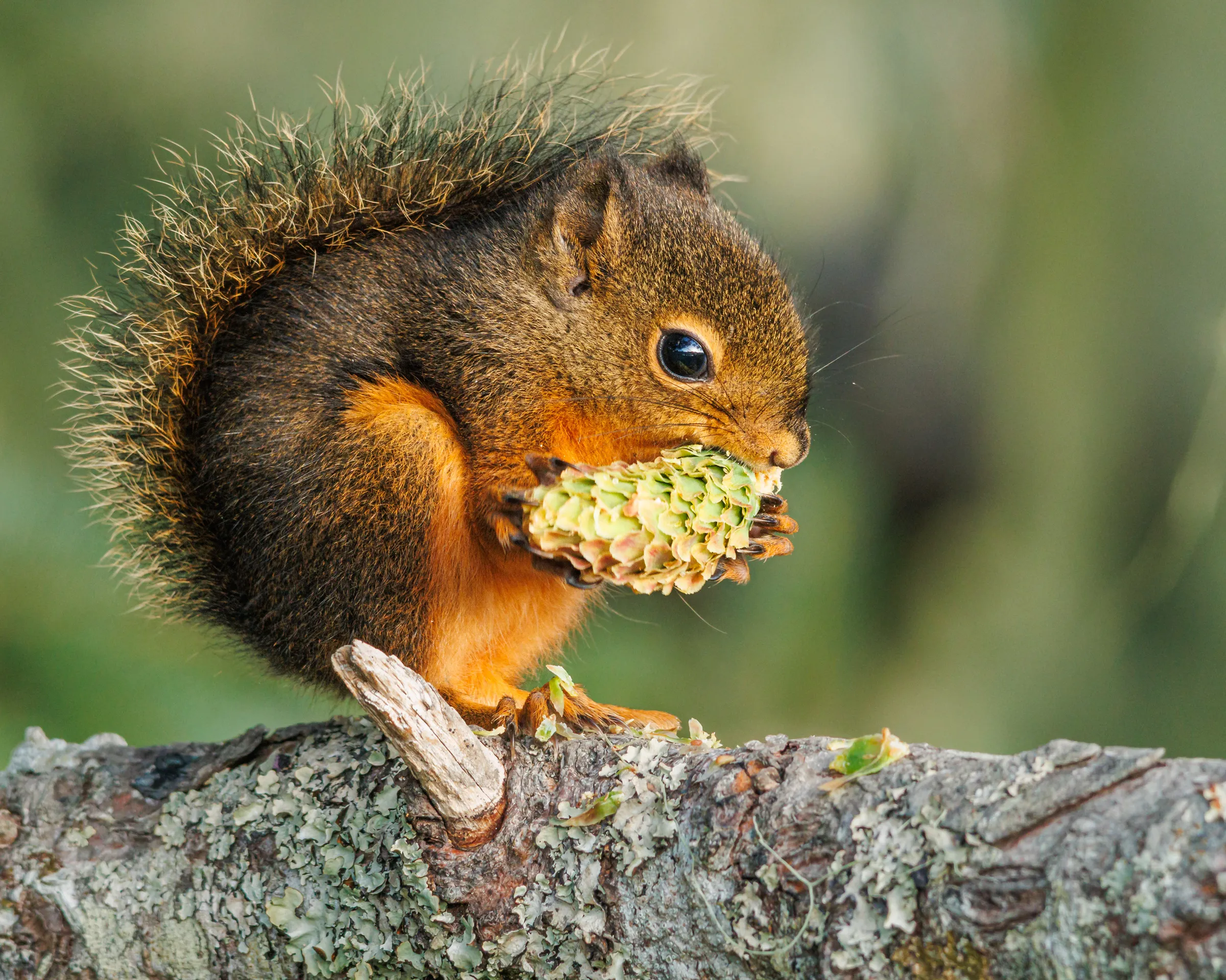 Douglas' Squirrel chewing a pine cone