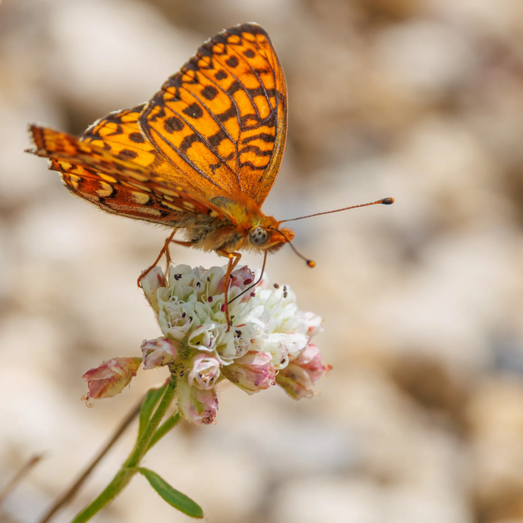 Fritillary butterfly