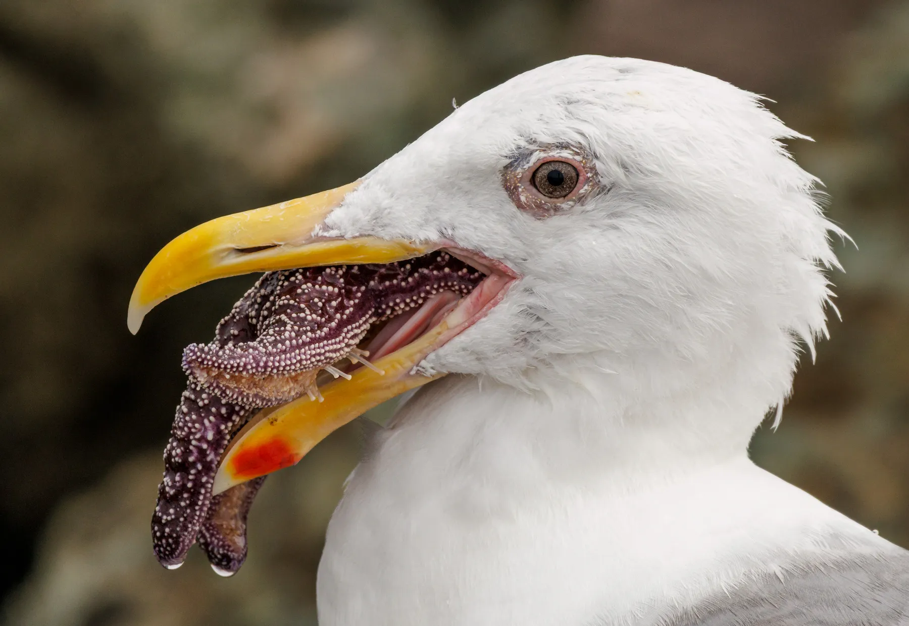 Glaucous-winged Gull with Sea Star