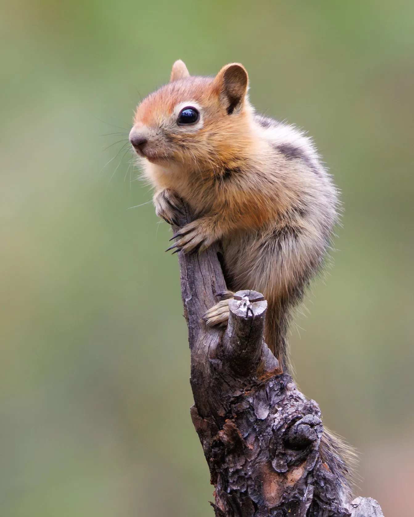 Golden-mantled Ground Squirrel
