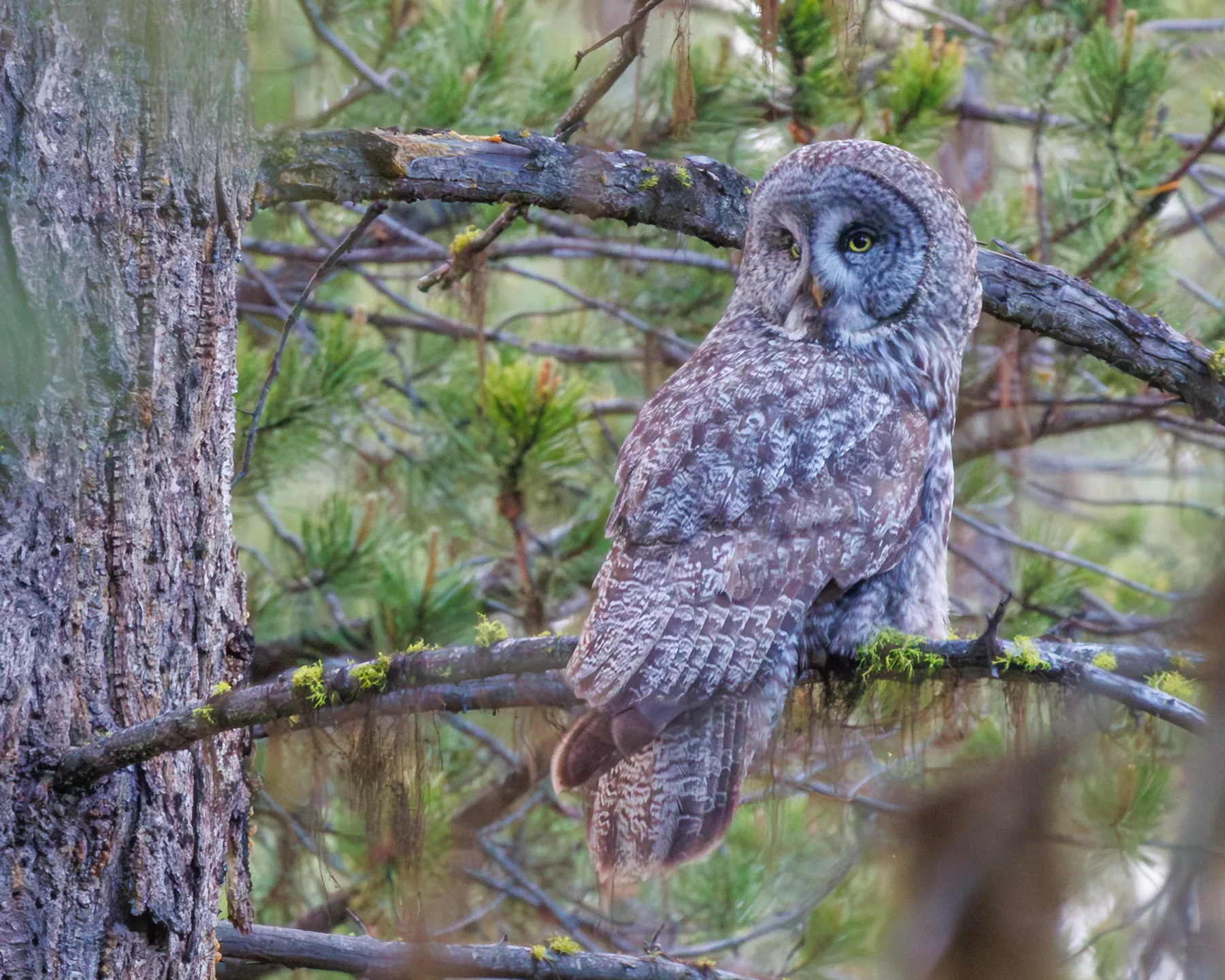 Great Gray Owl