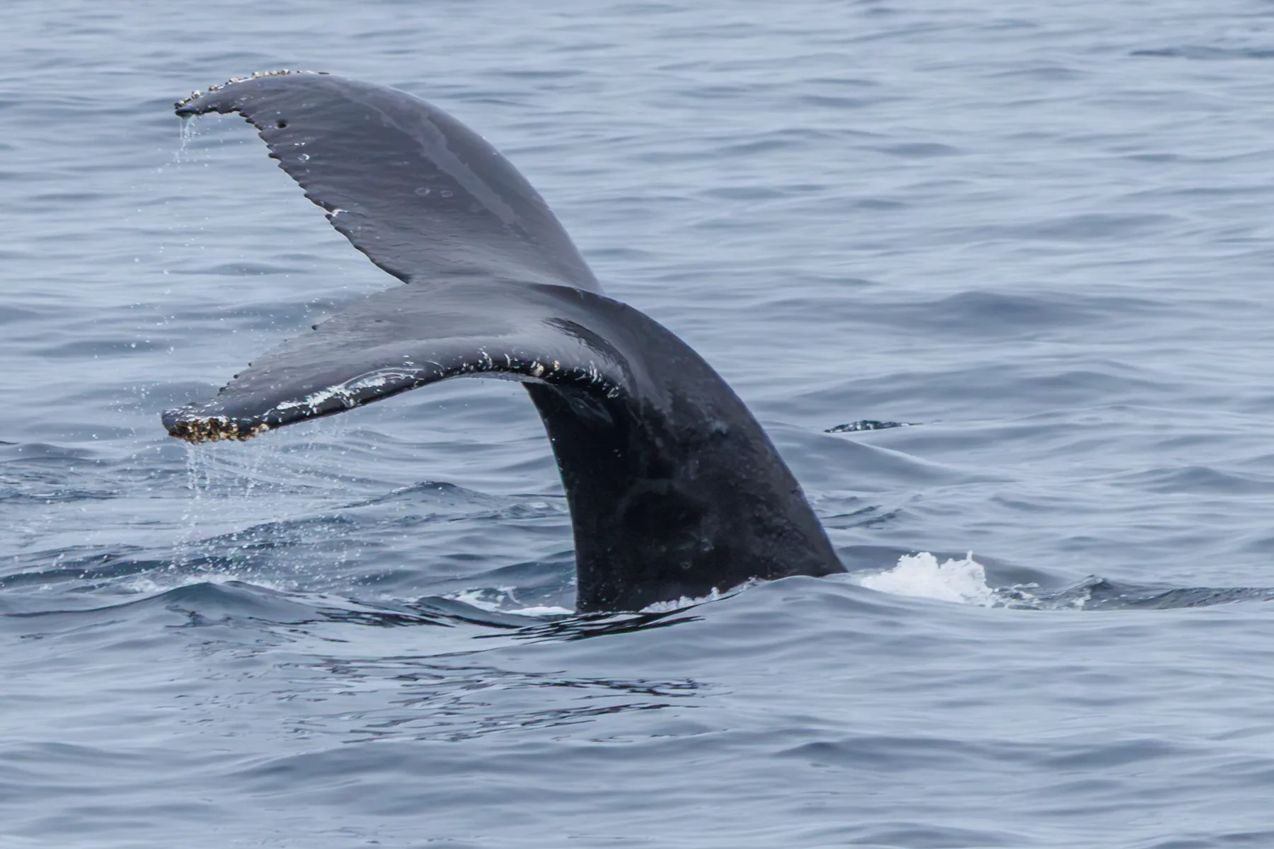 Humpback Whale