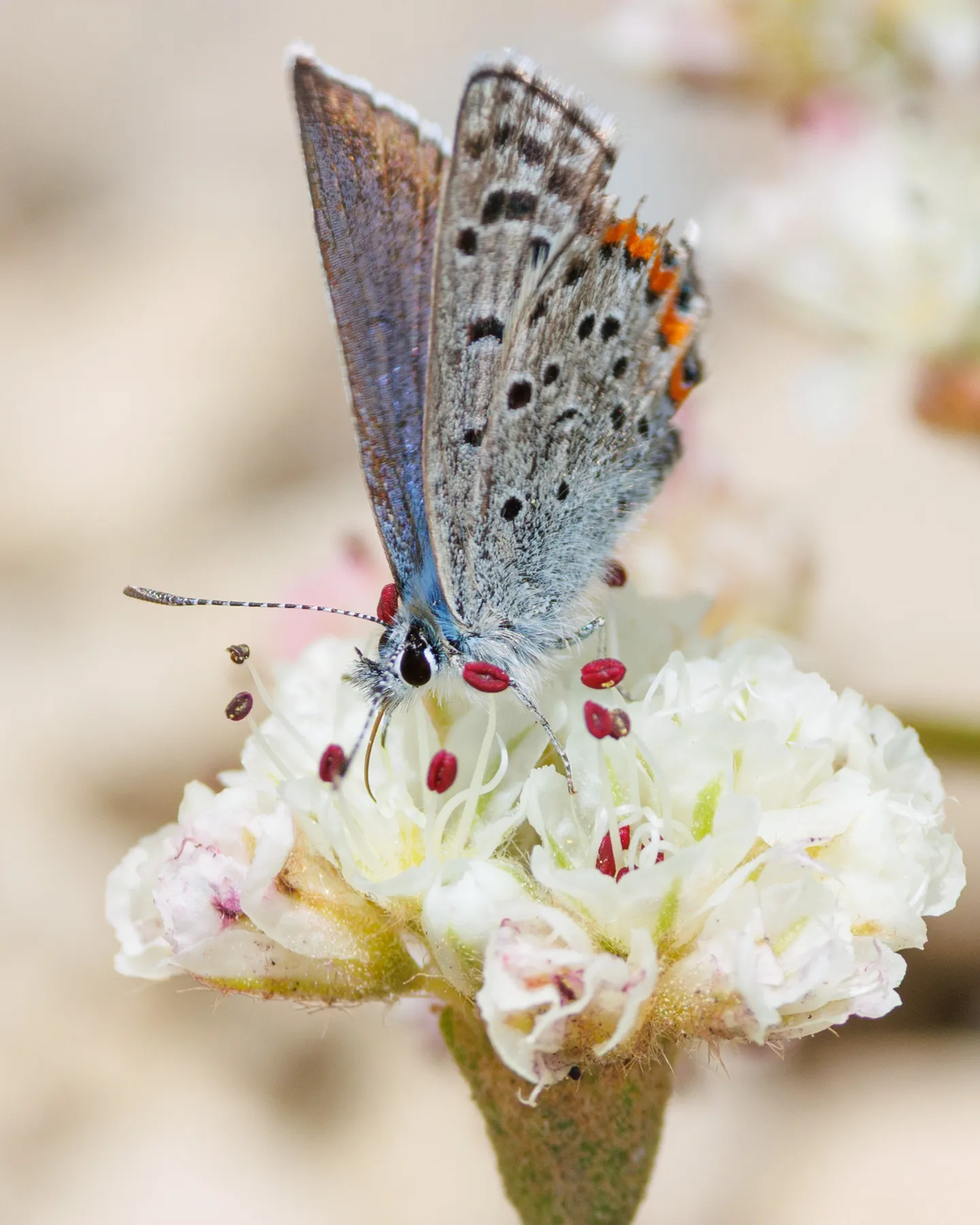 Lupine Blue butterfly