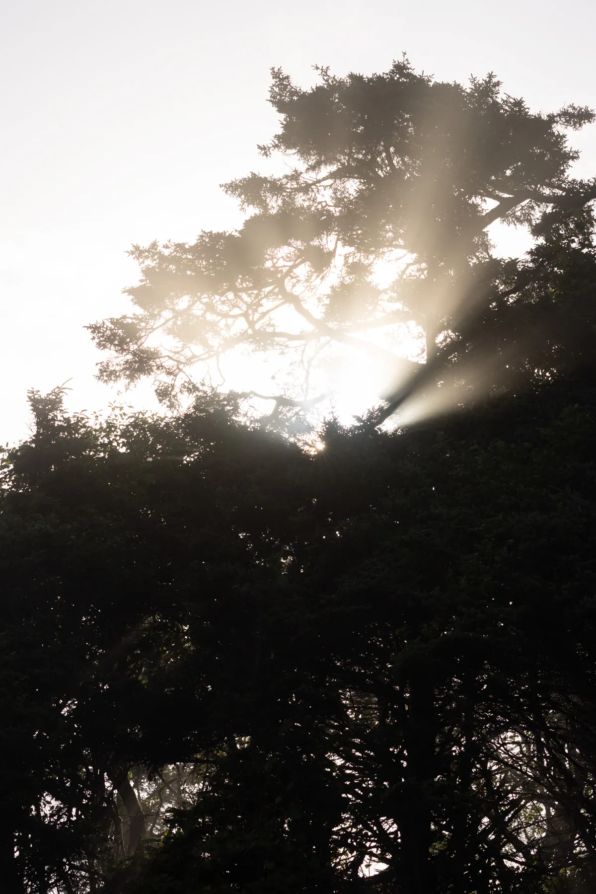 Misty Sun