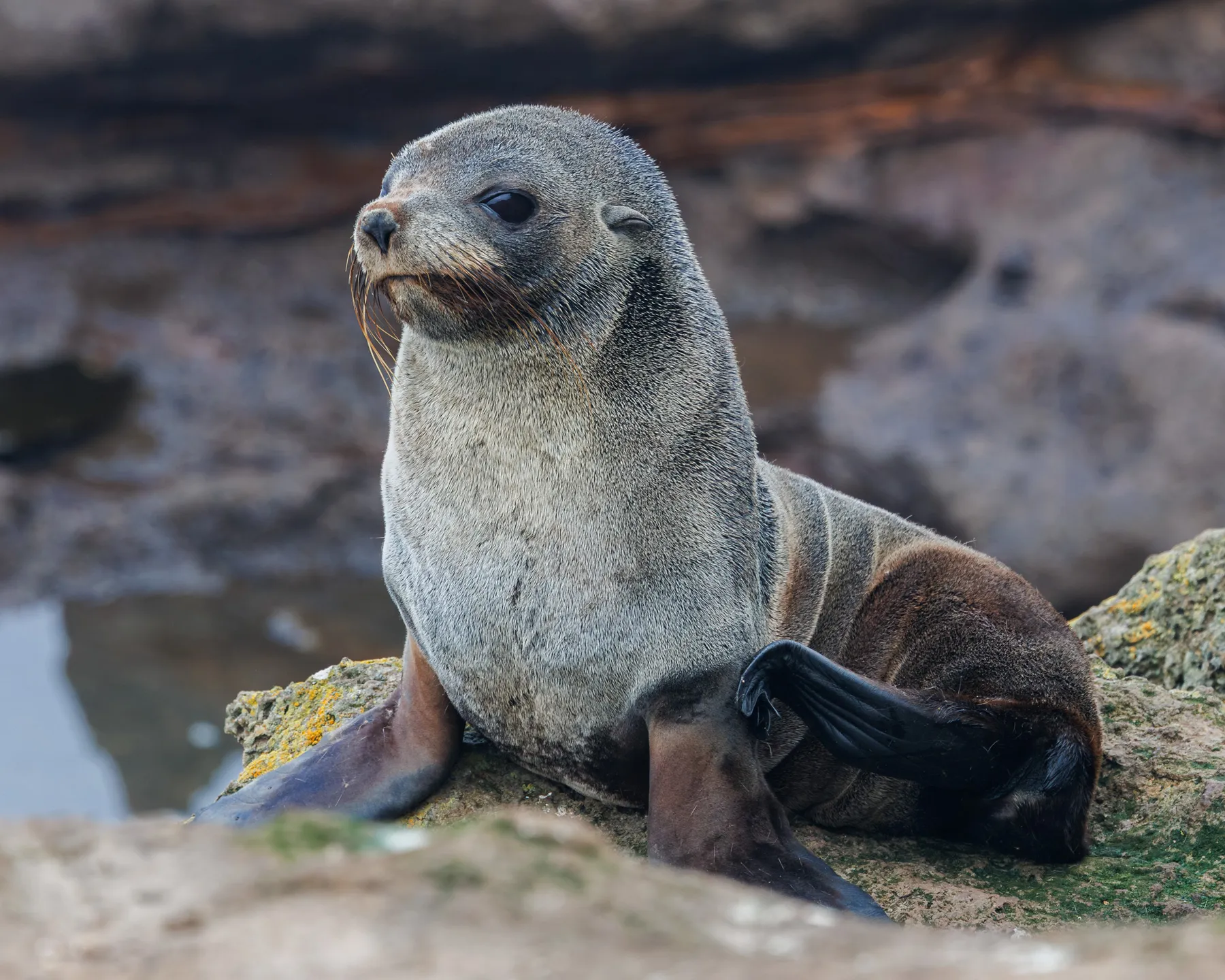 New Zealand Fur Seal