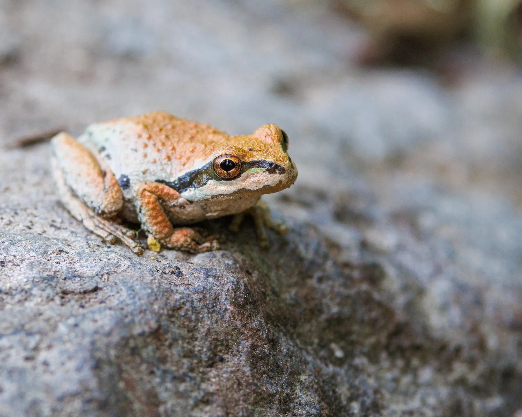Pacific Chorus Frog