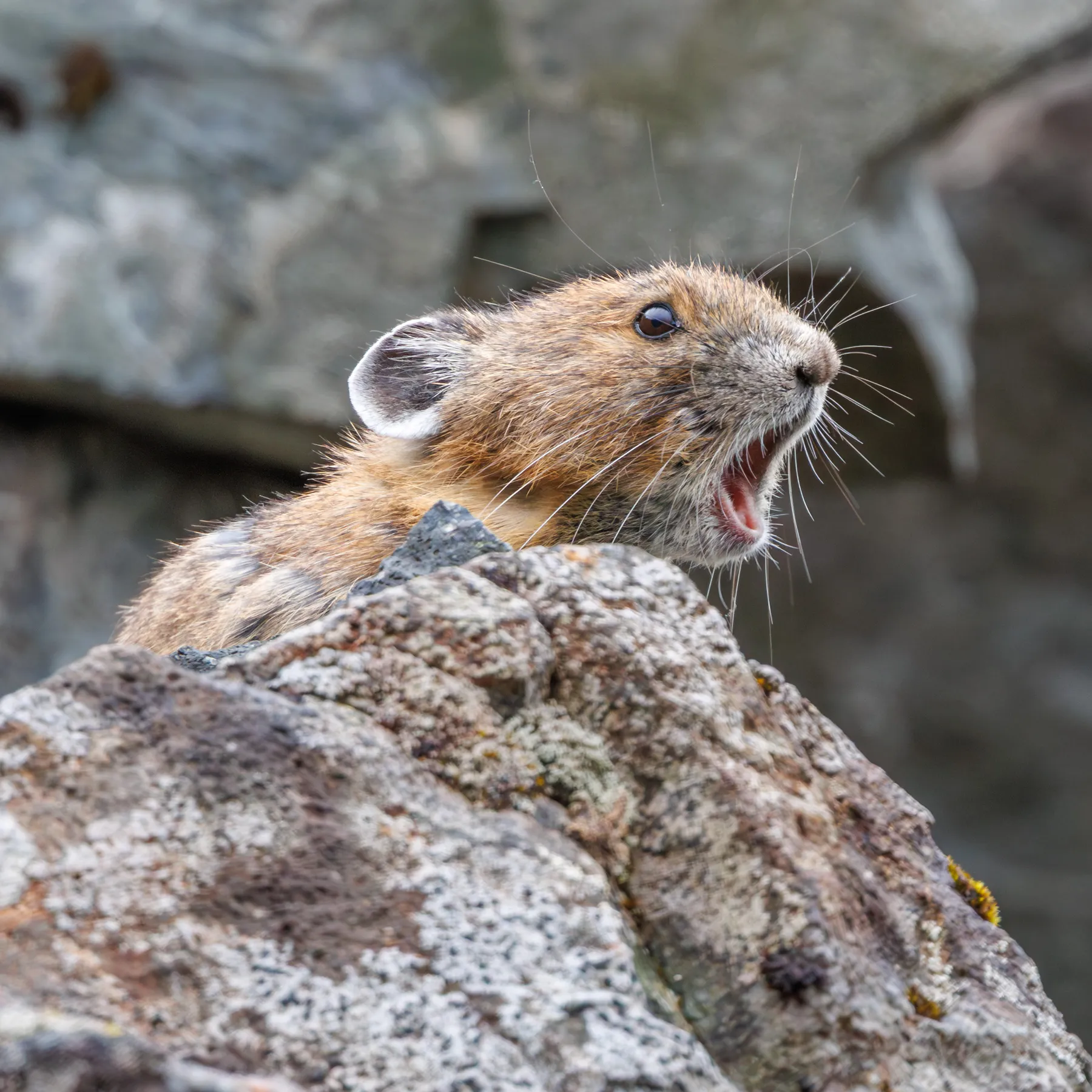 Pika
