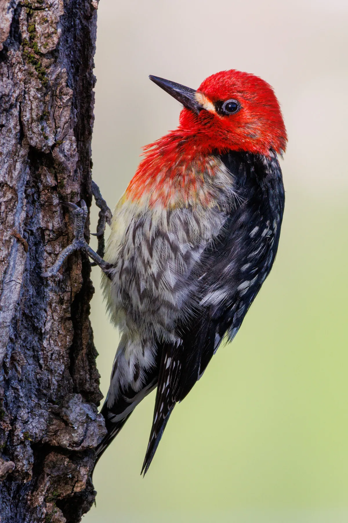 Red-breasted Sapsucker