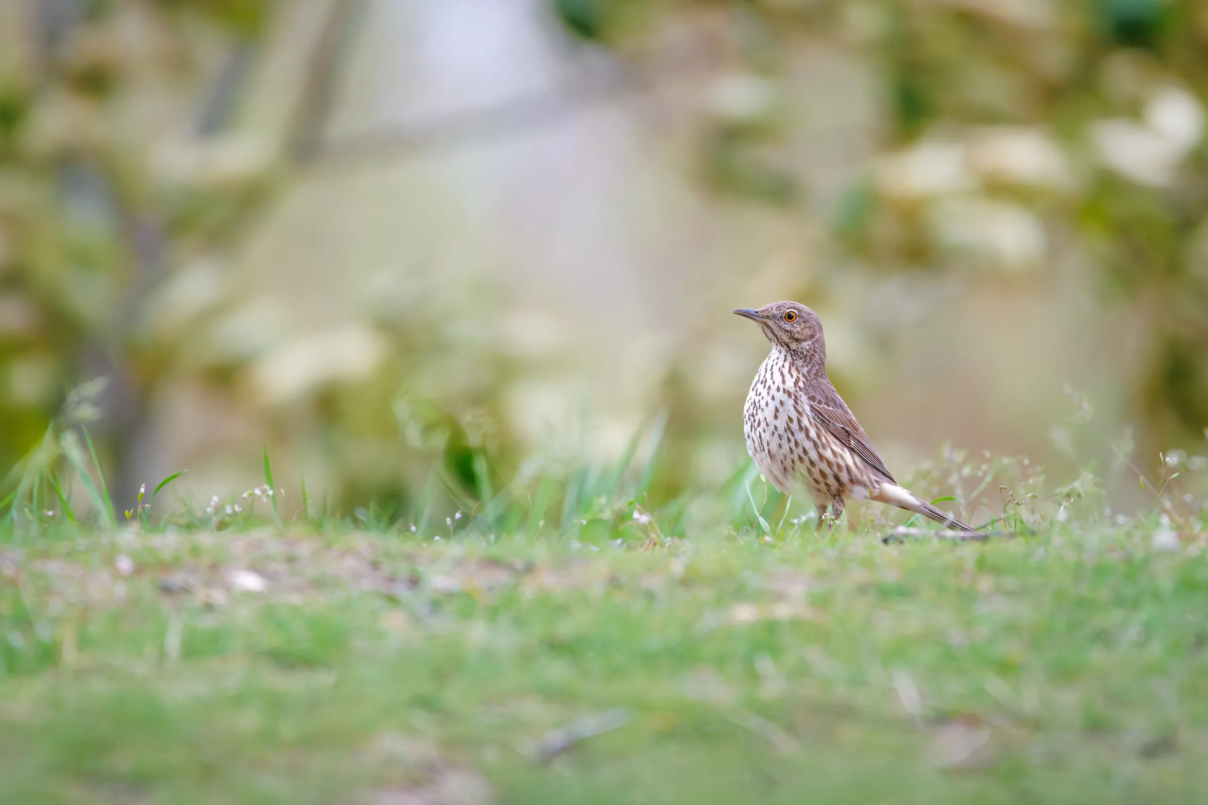 Sage Thrasher
