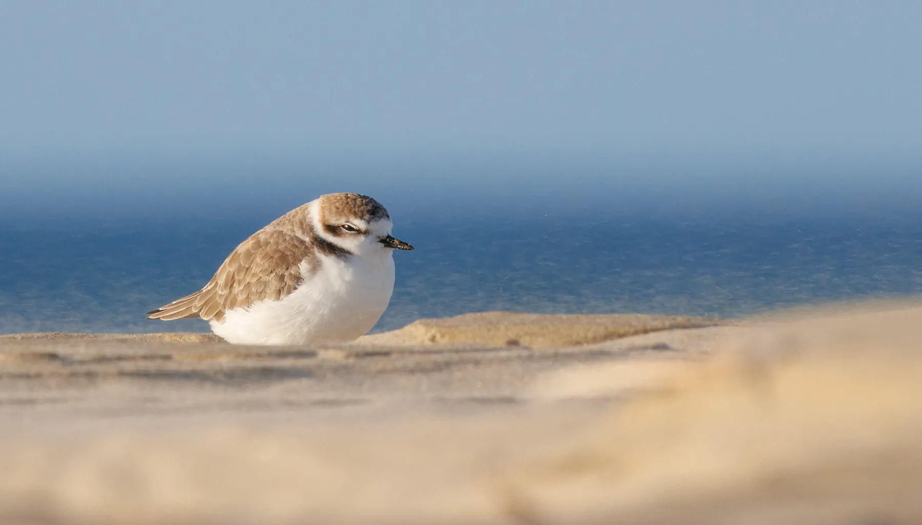 Snowy Plover