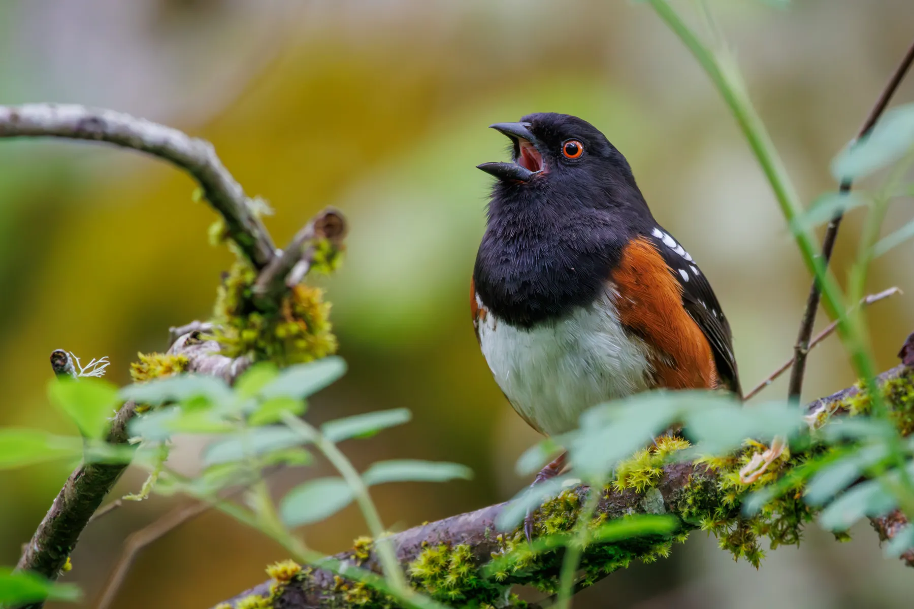 Spotted Towhee