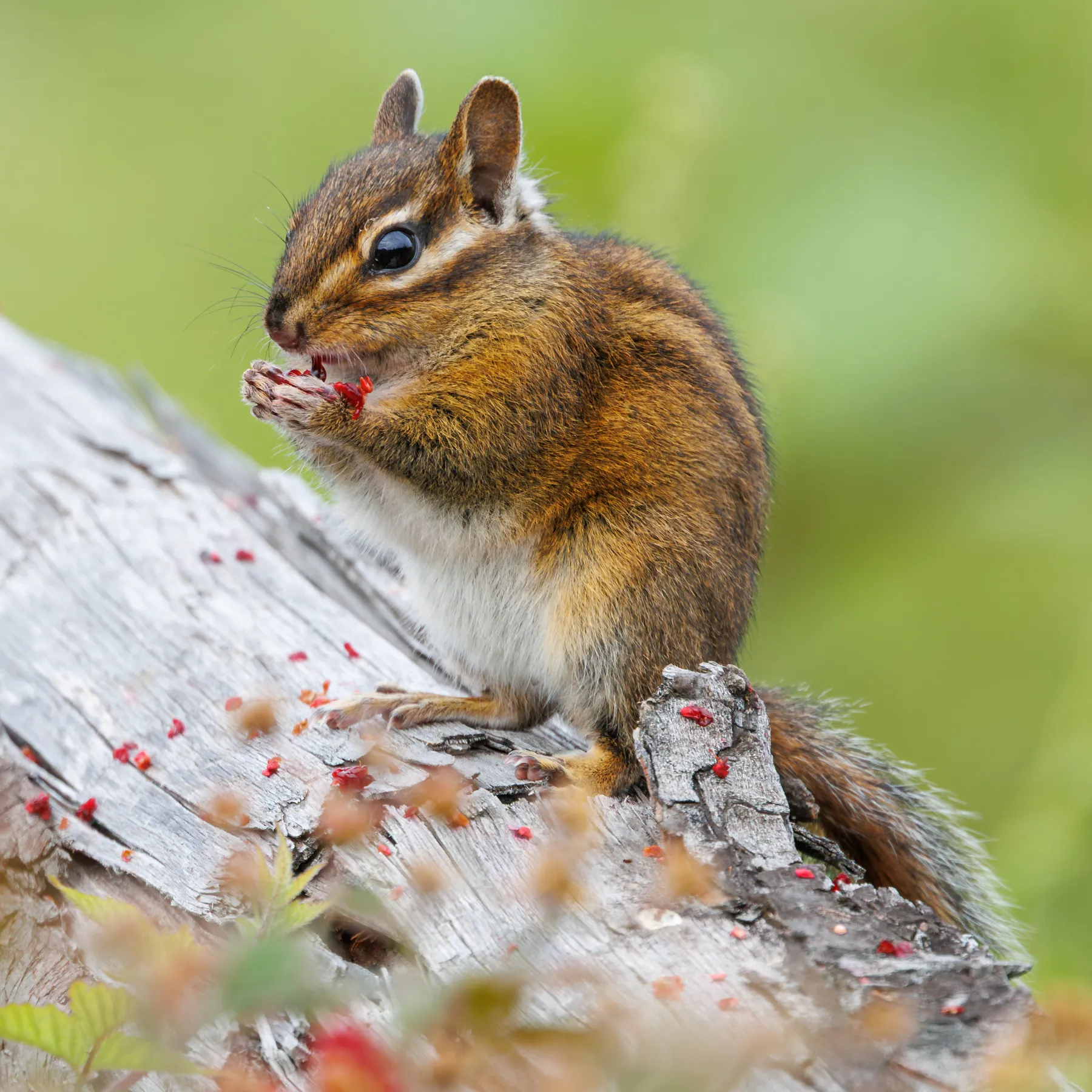 Townsend's Chipmunk