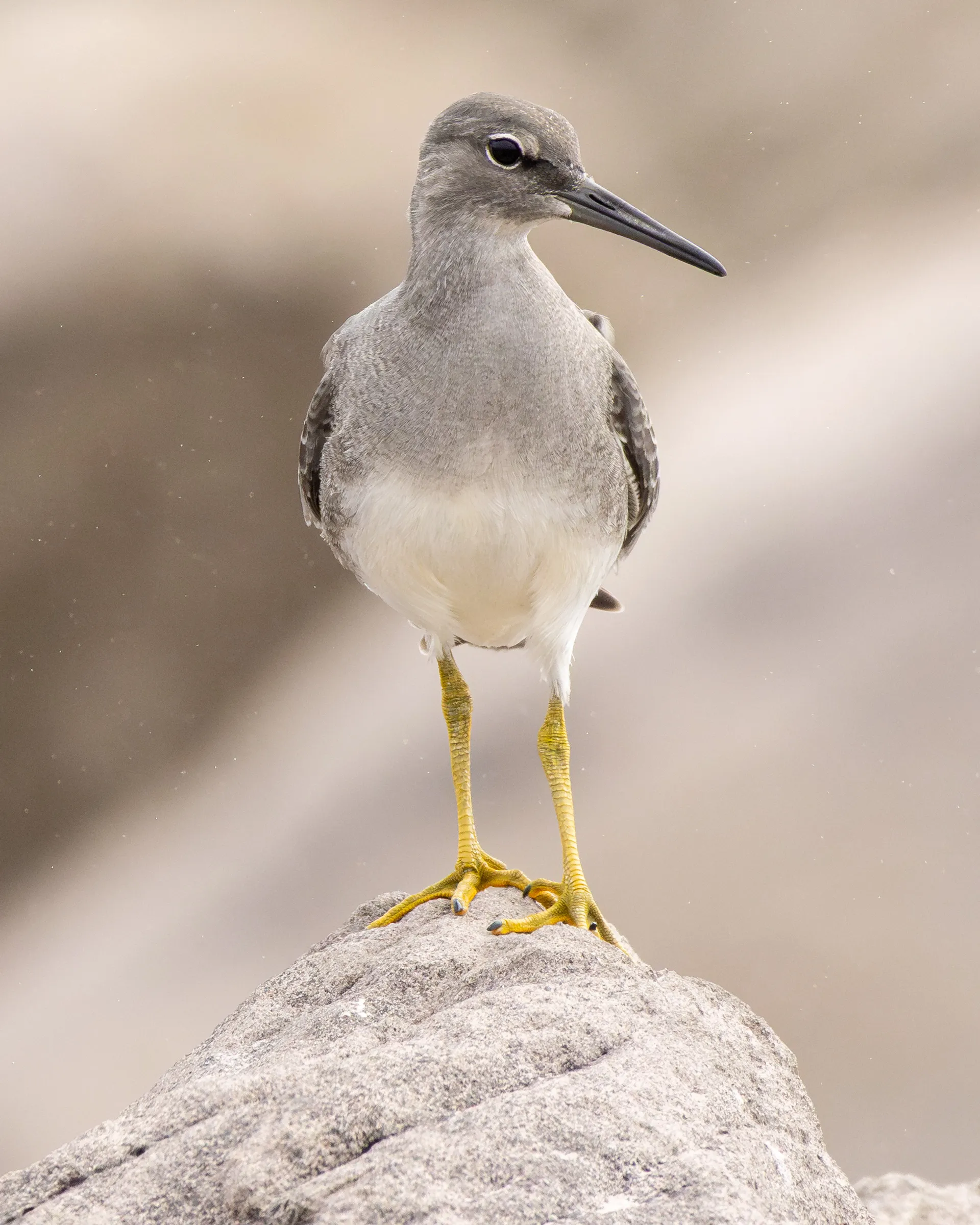 Portrait of wandering tattler on Oregon Coast